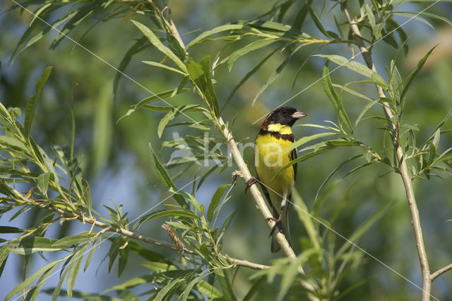 Yellow-breasted Bunting (Emberiza aureola)
