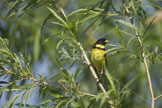 Wilgegors (Emberiza aureola)