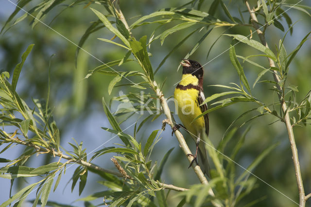 Yellow-breasted Bunting (Emberiza aureola)