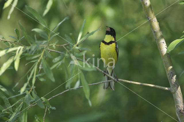 Wilgegors (Emberiza aureola)