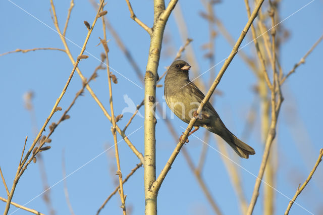 Maskergors (Emberiza spodocephala)