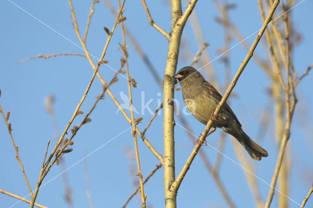 Black-faced bunting (Emberiza spodocephala)