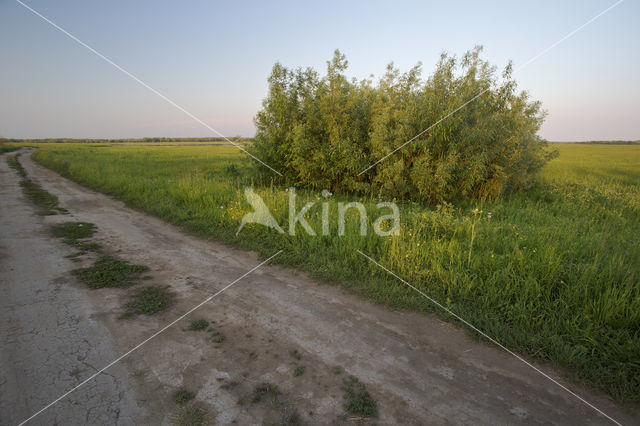 Wilgegors (Emberiza aureola)