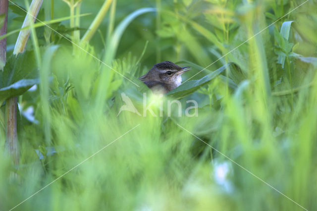 Siberische Sprinkhaanzanger (Locustella certhiola)