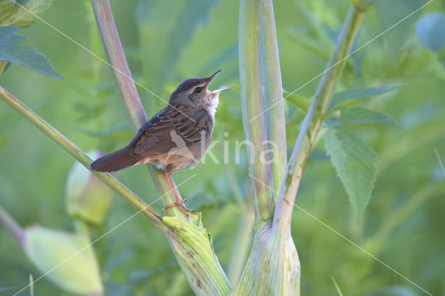 Pallas's Warbler (Locustella certhiola)