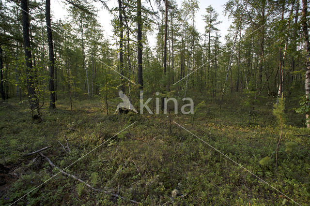 Birch (Betula)