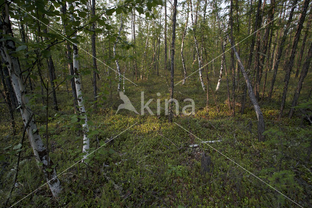 Berk (Betula)