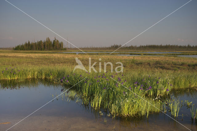 Siberian iris (Iris sibirica)