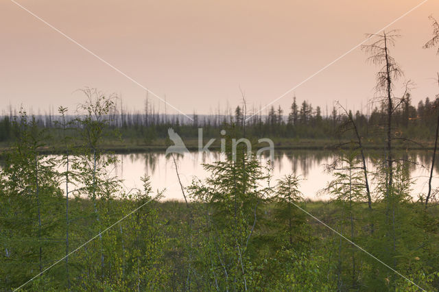 Larch (Larix)