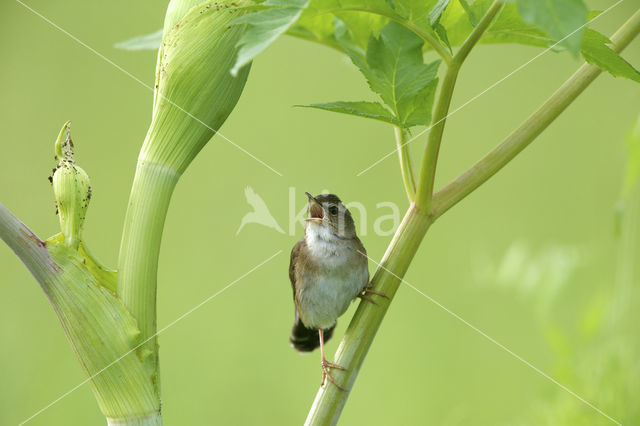 Pallas's Warbler (Locustella certhiola)