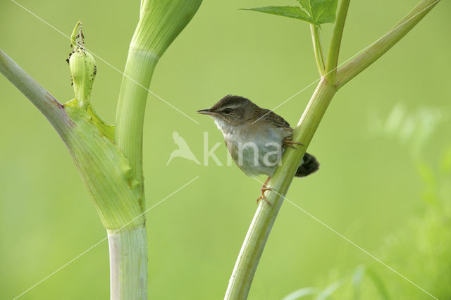 Siberische Sprinkhaanzanger (Locustella certhiola)