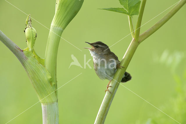 Pallas's Warbler (Locustella certhiola)