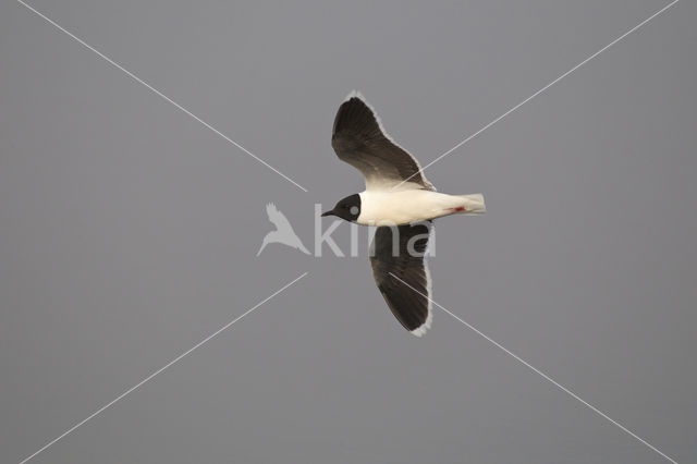 Dwergmeeuw (Larus minutus)