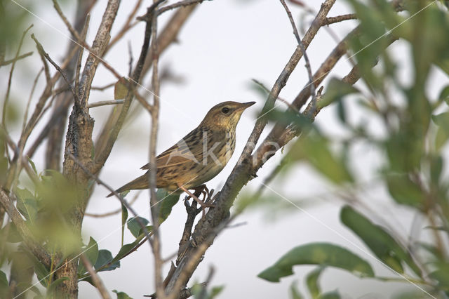 Lanceolated Warbler (Locustella lanceolata)