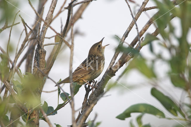 Lanceolated Warbler (Locustella lanceolata)