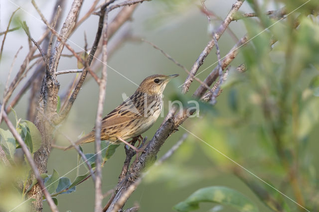 Lanceolated Warbler (Locustella lanceolata)