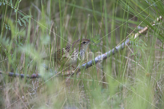 Lanceolated Warbler (Locustella lanceolata)