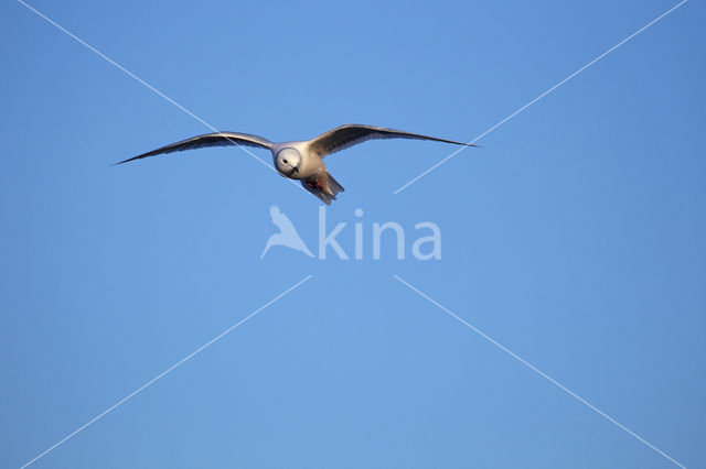 Ross's Gull (Rhodostethia rosea)