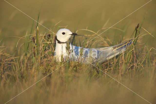 Ross's Gull (Rhodostethia rosea)