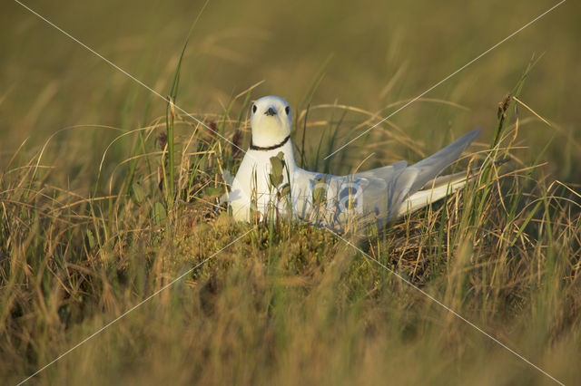 Ross's Gull (Rhodostethia rosea)