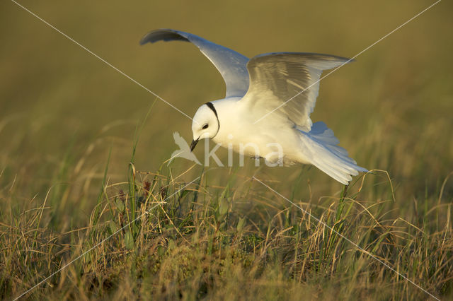 Ross's Gull (Rhodostethia rosea)