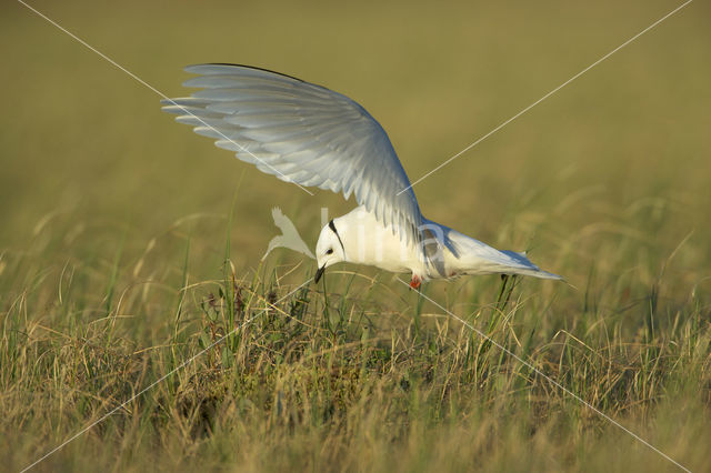 Ross's Gull (Rhodostethia rosea)