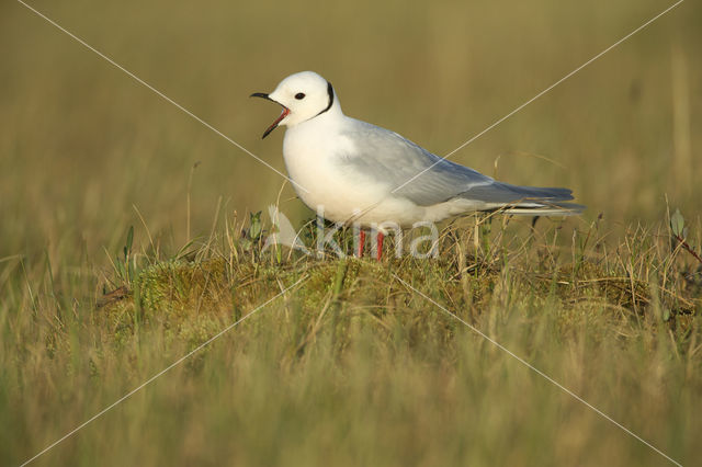 Ross's Gull (Rhodostethia rosea)