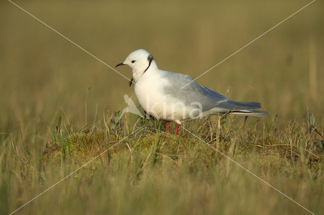 Ross's Gull (Rhodostethia rosea)