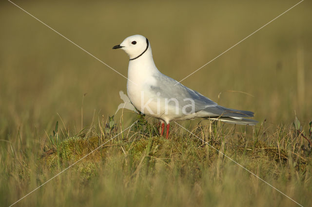 Ross's Gull (Rhodostethia rosea)