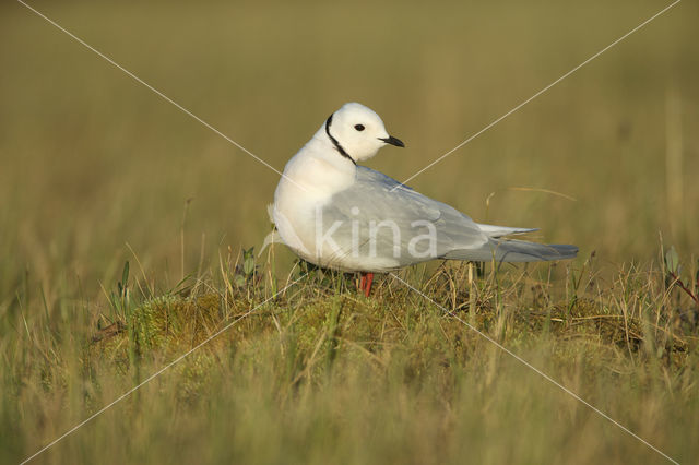 Ross's Gull (Rhodostethia rosea)