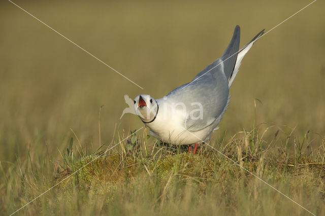 Ross's Gull (Rhodostethia rosea)