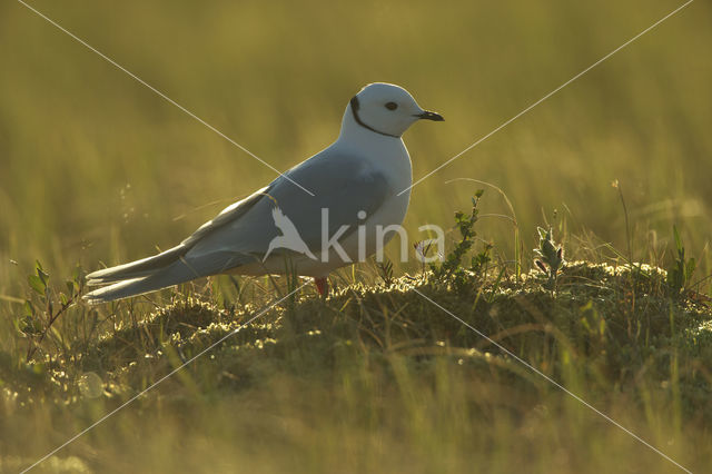 Ross's Gull (Rhodostethia rosea)