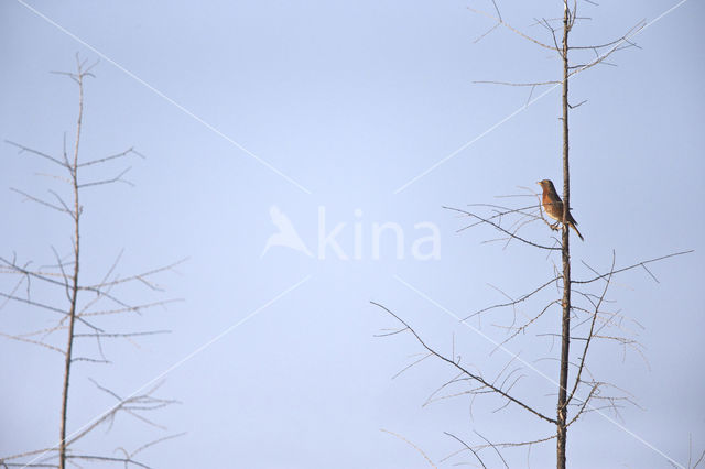 Naumanns Lijster (Turdus naumanni naumanni)