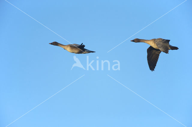 Russian Bean Goose (Anser fabalis rossicus)