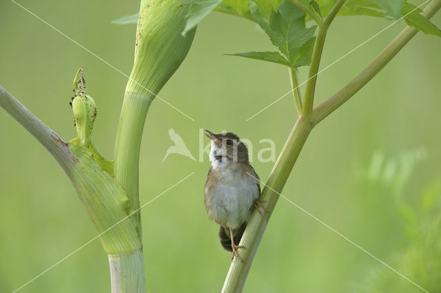 Pallas's Warbler (Locustella certhiola)