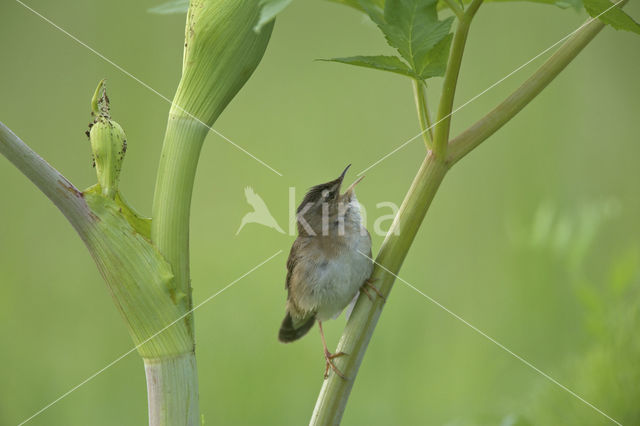 Pallas's Warbler (Locustella certhiola)