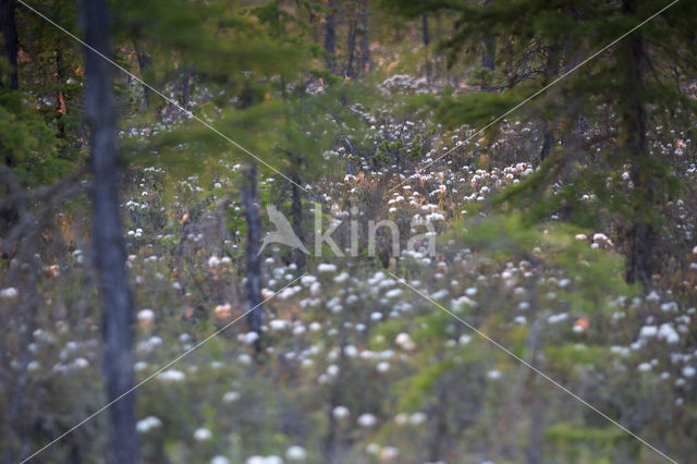 Marsh-Tea (Ledum palustre)