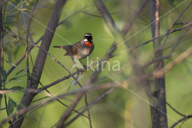 Siberian Rubythroat (Luscinia calliope)