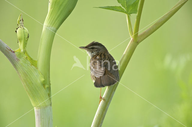 Pallas's Warbler (Locustella certhiola)