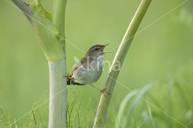 Pallas's Warbler (Locustella certhiola)