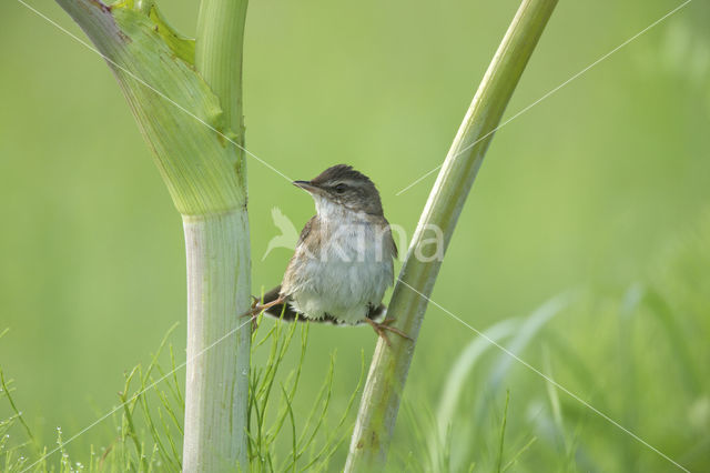 Pallas's Warbler (Locustella certhiola)