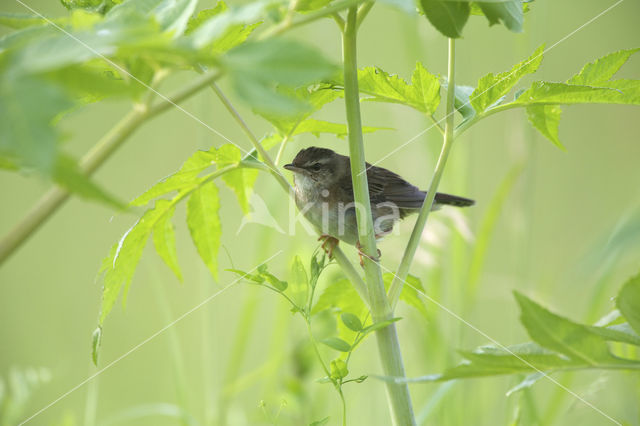 Pallas's Warbler (Locustella certhiola)