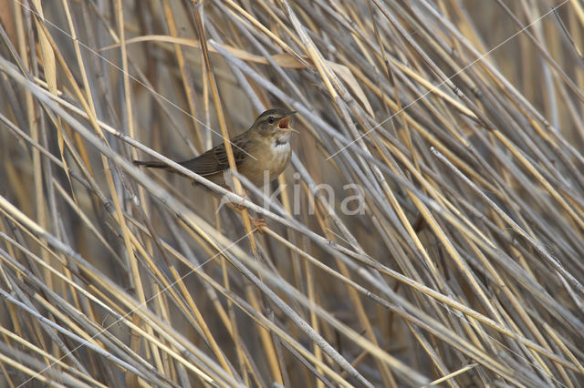 Pallas's Warbler (Locustella certhiola)