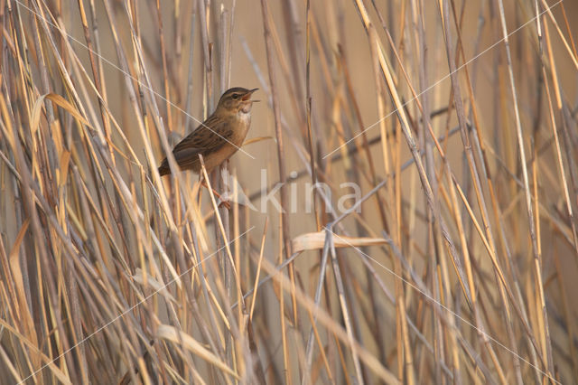 Siberische Sprinkhaanzanger (Locustella certhiola)