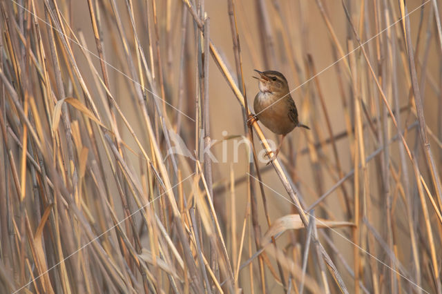 Siberische Sprinkhaanzanger (Locustella certhiola)