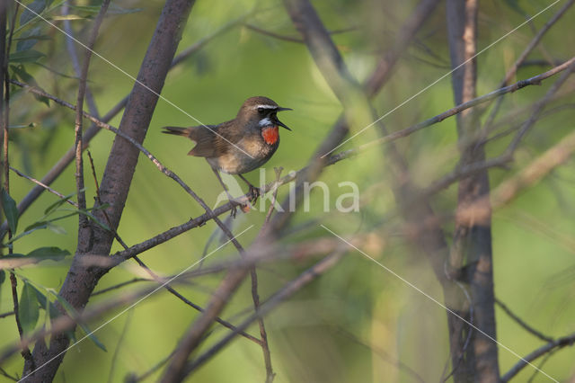 Siberian Rubythroat (Luscinia calliope)