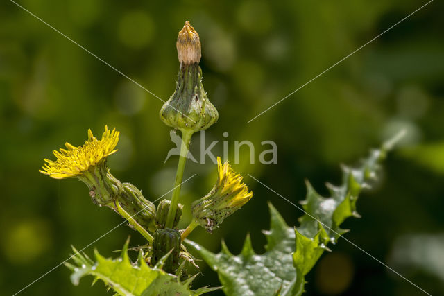 Gele morgenster (Tragopogon pratensis ssp. pratensis)