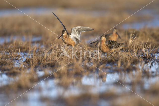 Grote Grijze Snip (Limnodromus scolopaceus)