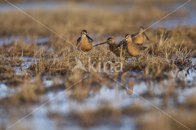 Long-billed Dowitcher (Limnodromus scolopaceus)