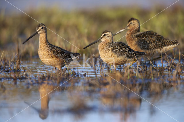 Long-billed Dowitcher (Limnodromus scolopaceus)